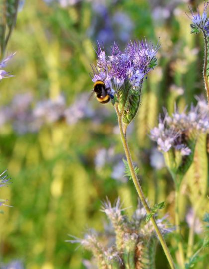 Positive steps for EU’s resilience in Council decisions on nature restoration, soil monitoring law & green claims